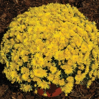 Chrysanthemum x morifolium - Yolanda Yellow