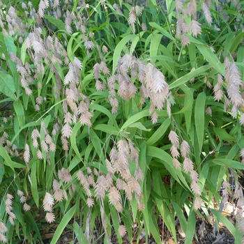 Chasmanthium latifolium - Northern Sea Oats