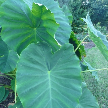 Colocasia esculenta 'Jack's Giant' - Colocasia (Elephant Ear)