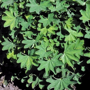 Alchemilla sericata 'Gold Strike' - Lady's Mantle