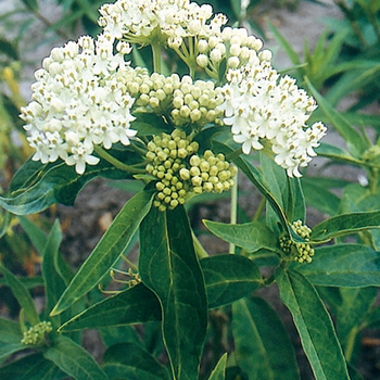 Asclepias incarnata 'Ice Ballet' - Butterfly Weed 