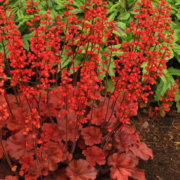 Heuchera Soda™ 'Cherry Cola' - Coral Bells