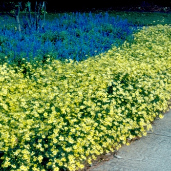 Coreopsis verticillata 'Moonbeam' - Tickseed