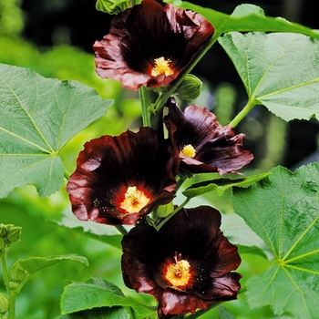 Alcea rosea 'Blacknight' - Hollyhock