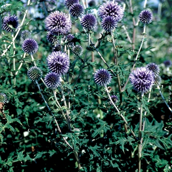 Echinops bannaticus 'Blue Glow' - Globe Thistle