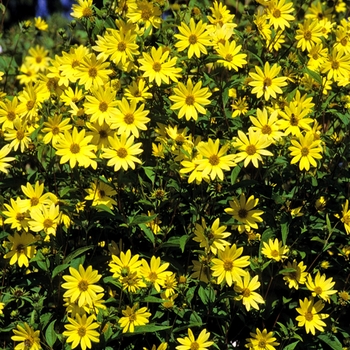 Helianthus 'Lemon Queen' - Thin-leaved Sunflower