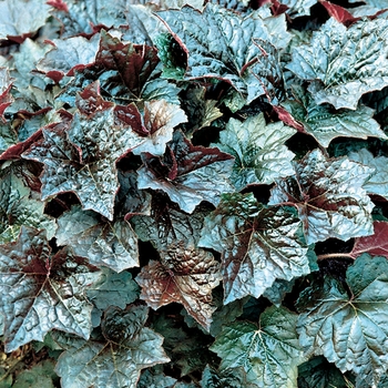 Heuchera americana 'Palace Purple' - Coral Bells