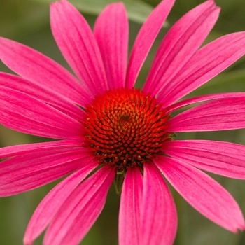 Echinacea purpurea 'Ruby Star (Rubinstern)' - Coneflower