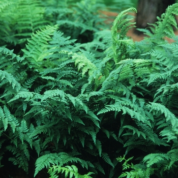 Athyrium filix-femina - Fern Lady