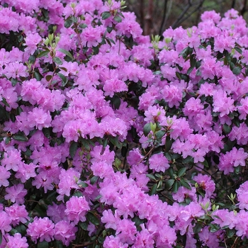 Rhododendron 'Purple Gem' - 'Purple Gem' Rhododendron