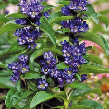 Gentiana cruciata 'Blue Cross' - Gentian