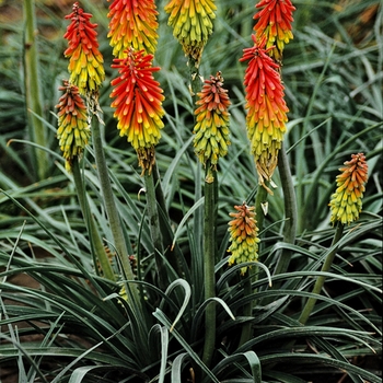 Kniphofia hirsuta 'Fire Dance' - Red Hot Poker