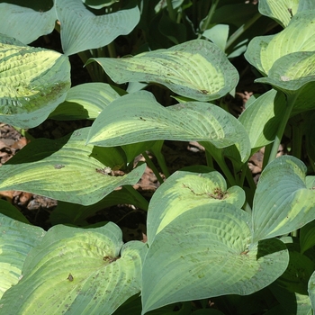 Hosta 'Paul's Glory' - Plantain Lily