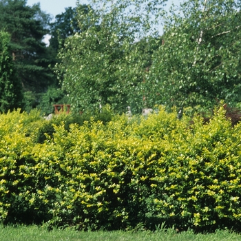 Ligustrum x vicaryi - Golden Vicary Privet