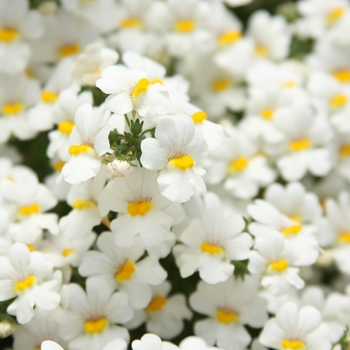 Nemesia hybrid - Sunsatia® Coconut