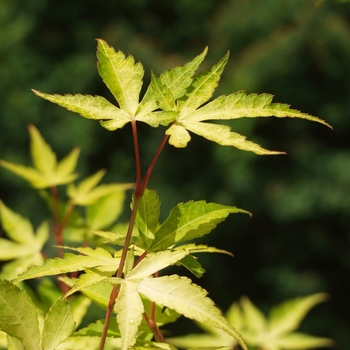Acer palmatum 'Katsura' (Japanese Maple) - Katsura Japanese Maple