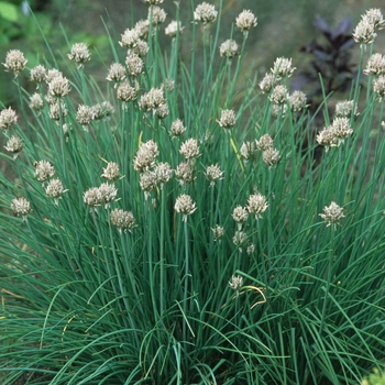 Allium schoenoprasum - Chives