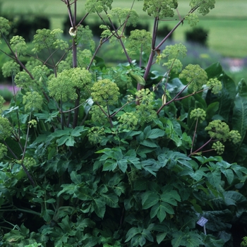 Angelica archangelica - Angelica