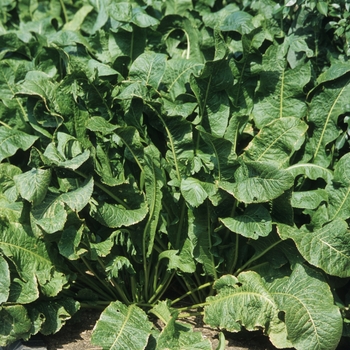 Armoracia rusticana - Horseradish