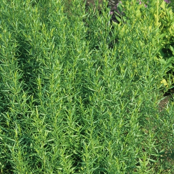 Artemisia dracunculus - Tarragon, French