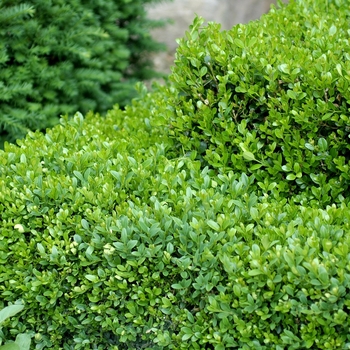 Buxus x 'Green Gem' - Green Gem Boxwood