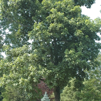 Carya ovata - Shagbark Hickory