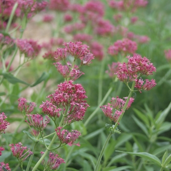 Centranthus ruber 'Valerian Red' - Jupiter's Beard