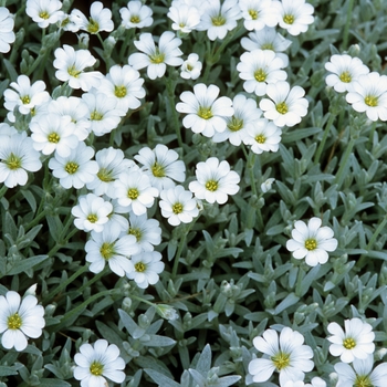 Cerastium tomentosum - Snow-in-Summer