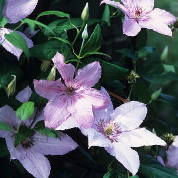 Clematis 'Hagley Hybrid ('Pink Chiffon')' - Clematis