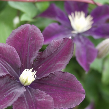 Clematis 'Warsaw Nike' - Clematis