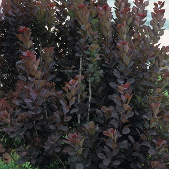 Cotinus coggygria 'Royal Purple' - Royal Purple Smokebush