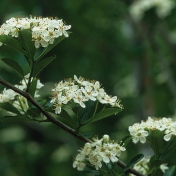 Crataegus crusgalli var inermis 'Crusader®' - 'Crusader®' Hawthorn