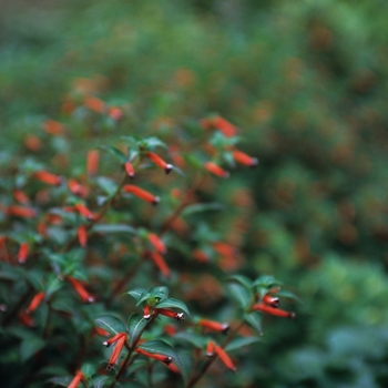 Cuphea ignea 'Dynamite' - Cigar Plant