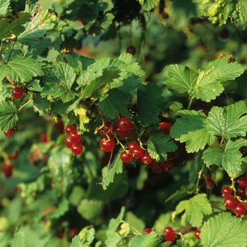 Ribes rubrum 'Red Lake' - Currant