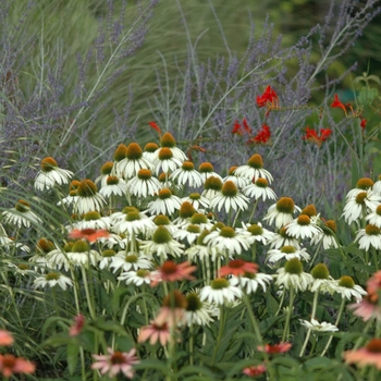 Echinacea purpurea 'White Swan' - Coneflower