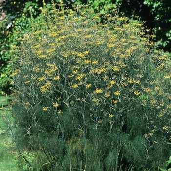 Foeniculum vulgare - Fennel