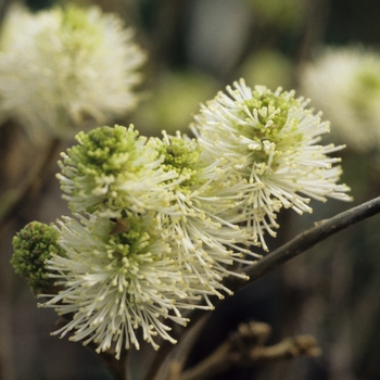 Fothergilla major 'Mount Airy' - 'Mount Airy' Mount Airy Fothergilla