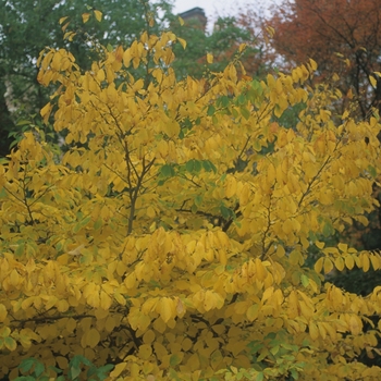 Hamamelis virginana - Witch Hazel