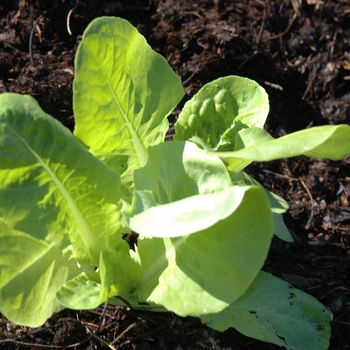 Lactuca sativa 'Buttercrunch' - Lettuce