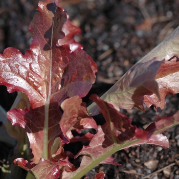 Lactuca sativa 'Red Salad Bowl' - Lettuce