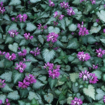 Lamium maculatum 'Beacon Silver' - Dead Nettle