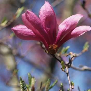 Magnolia 'Betty' (Magnolia) - Little Girl Betty