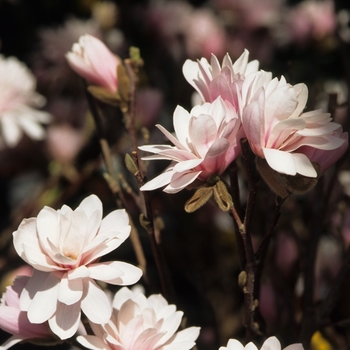 Magnolia x loebneri 'Leonard Messel' (Magnolia) - Leonard Messel Magnolia