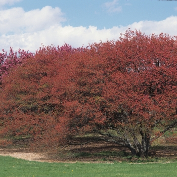 Malus 'Caralcole' - Coralburst Crabapple