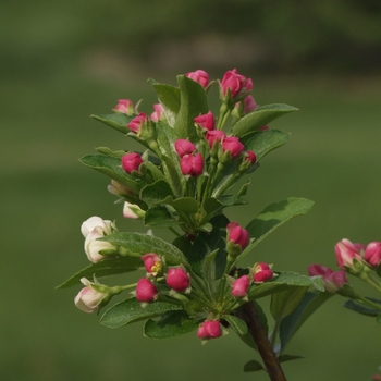 Malus 'Firebird' - Firebird Crabapple