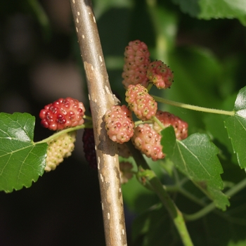 Morus alba - 'Chaparral' Weeping Mulberry