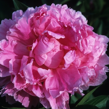 Paeonia lactiflora 'Dr. Alex Fleming' - Garden Peony