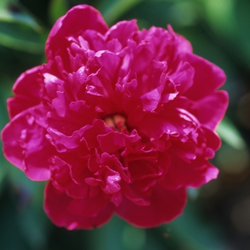 Paeonia lactiflora 'Felix Crousse' - Garden Peony