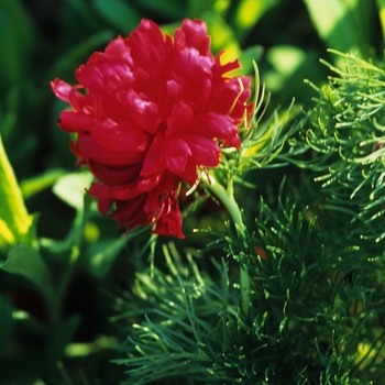 Paeonia tuenifolia 'Rubra Flora Plena' - Fern-Leaf Peony