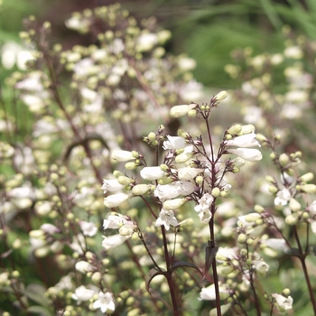 Penstemon digitalis 'Husker Red' - Beardtongue 